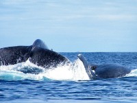 2 baleines à bosse au large de tanikely