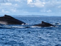 baleines entre nosy tanikely et nosy be