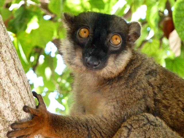 lemur fulvus