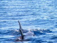 pseudorque fausse orque
