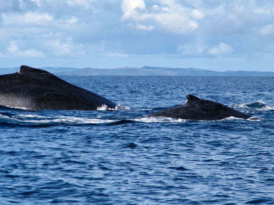 2 baleines entre tanikely et nosy be
