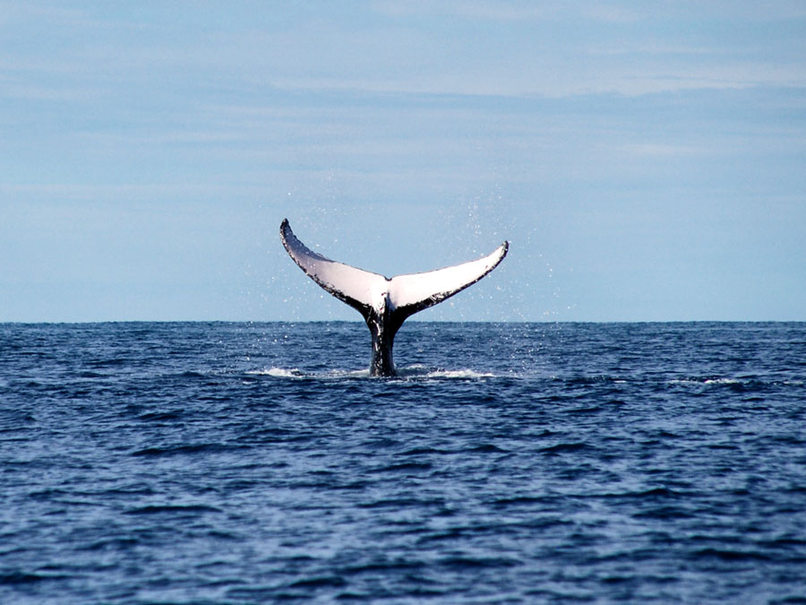 caudale baleine devant Tanikely