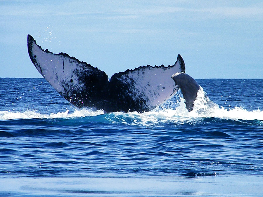 caudales de baleine à bosse