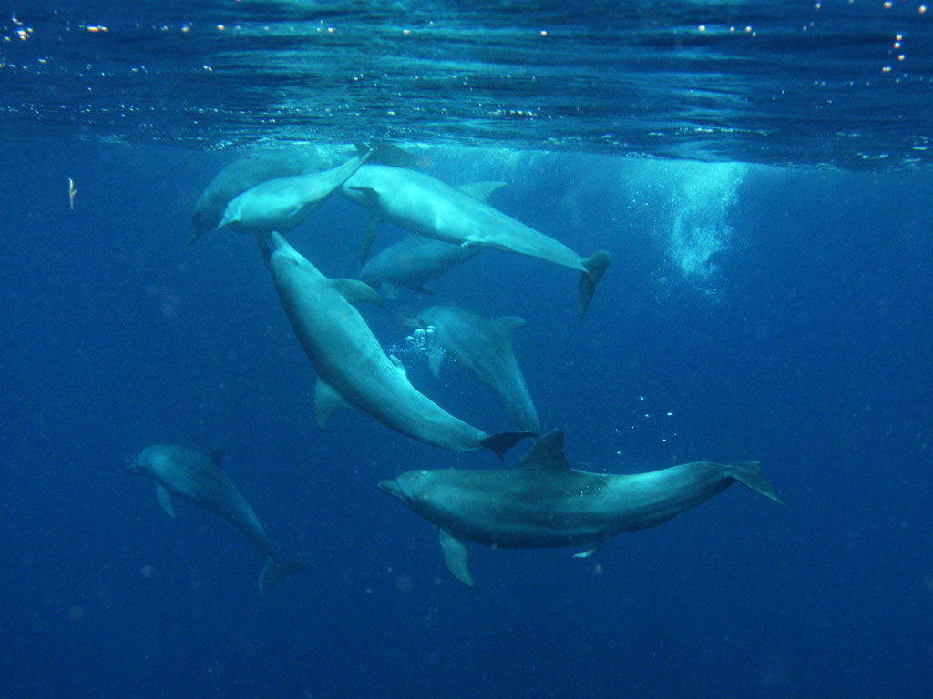 dauphins tursiops