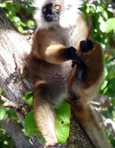 lemur maki macaco