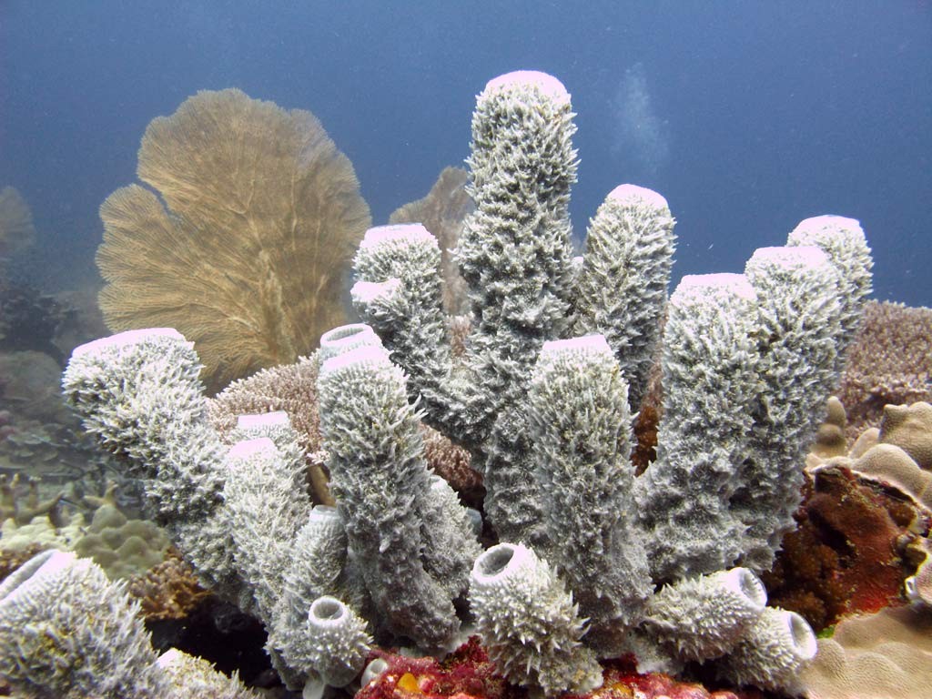 gorgones et coraux
