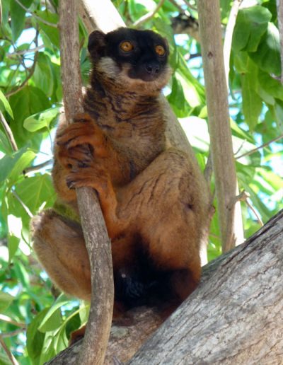 lemur brun