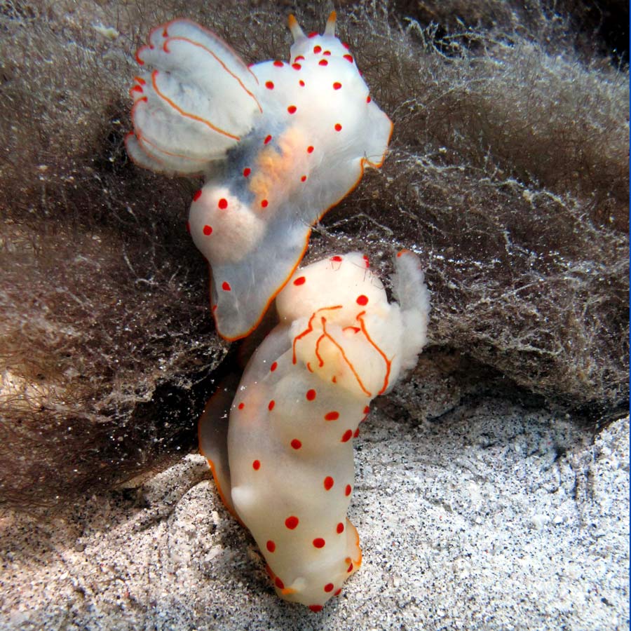 nudibranches blanc et rouge