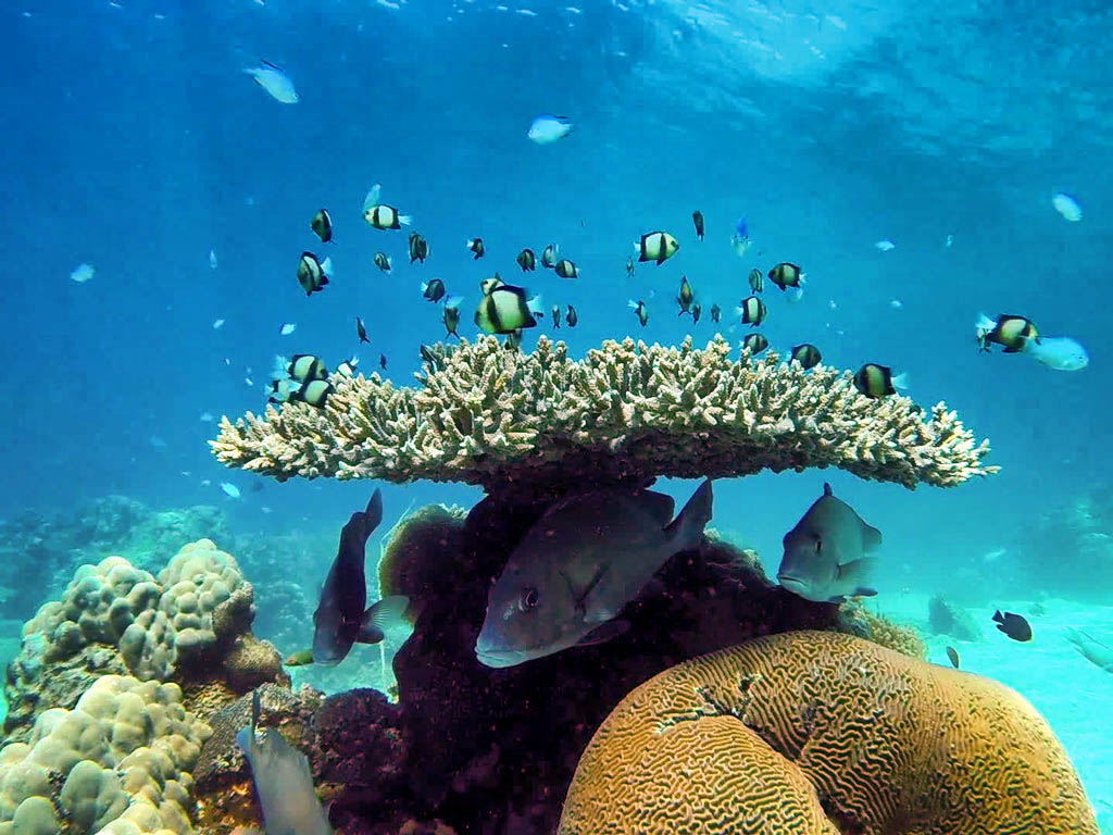 pesce corallo tanikely
